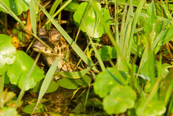 caiman